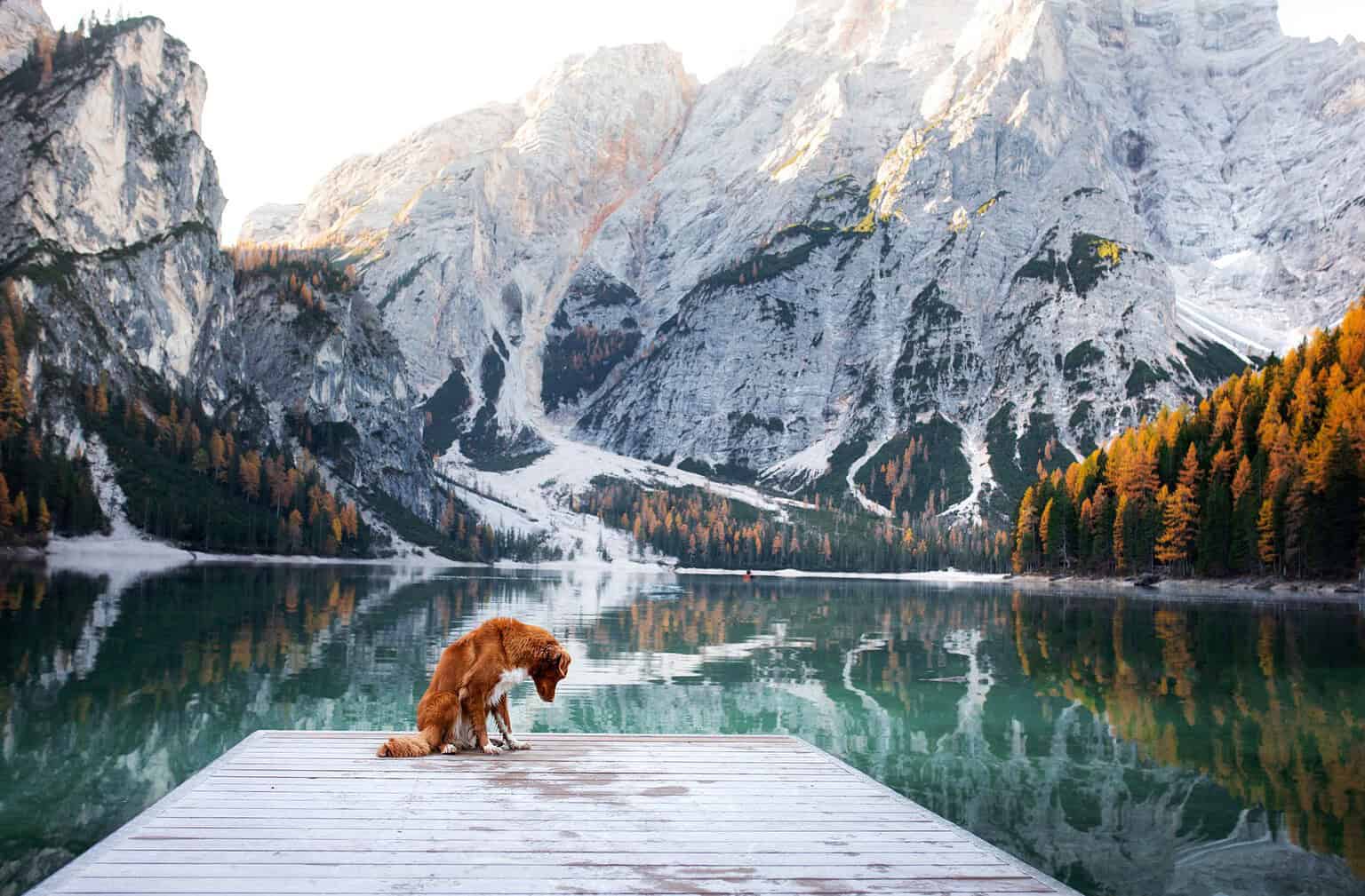 Small dog sitting on a wooden pier at a calm mountain lake ringed by rocky peaks