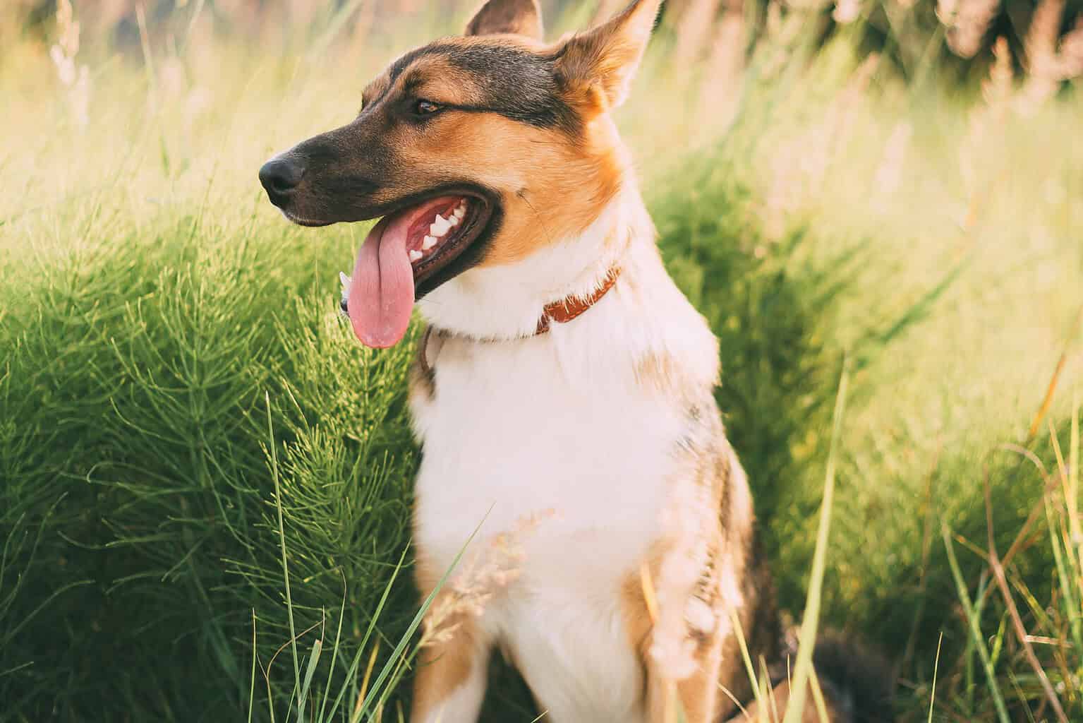 Dog sitting in tall golden grass at the edge of a field