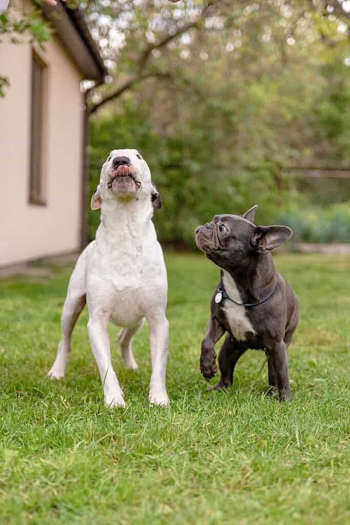 White Dogo Argentino type dog and a grey French Bulldog with a collar standing on a lawn, both looking up.