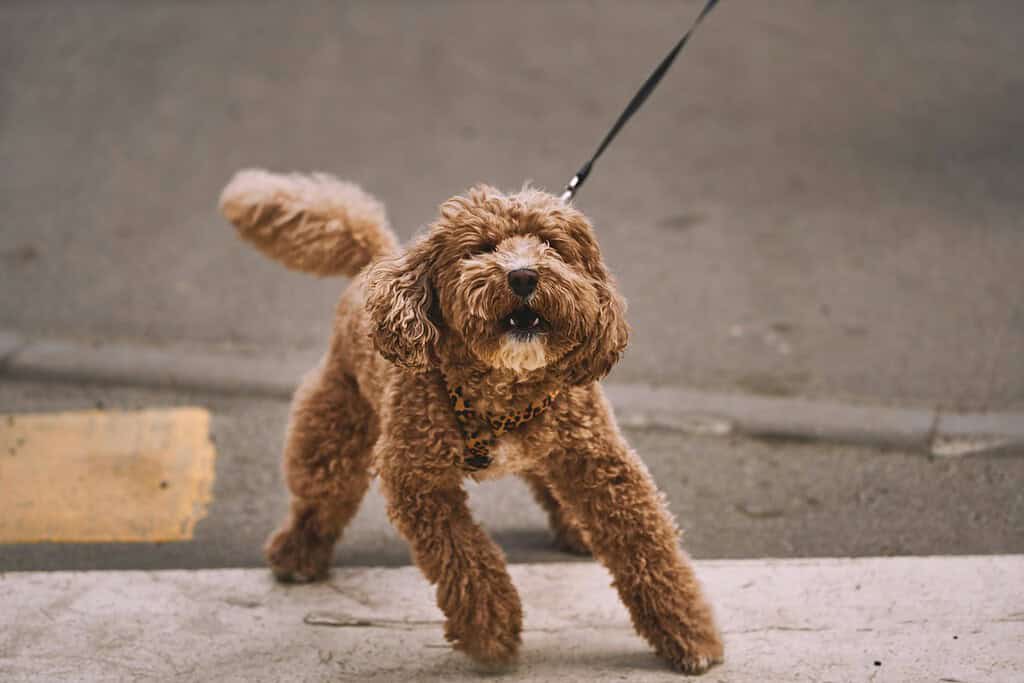 Apricot doodle on a short leash stepping off a curb onto a grey street
