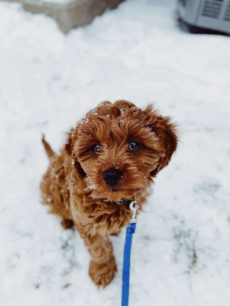 Adorable brown puppy with blue eyes standing in snow.