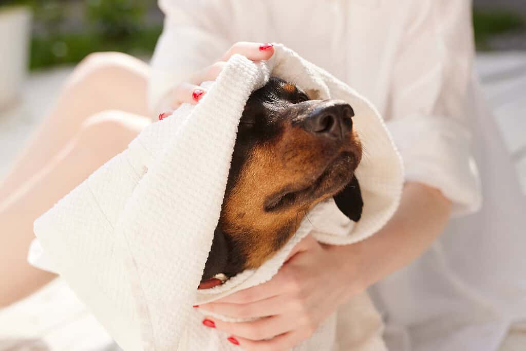A woman drying a brown dog with a white towel after a walk