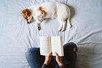 Jack Russell terrier asleep on a bed beside its owner reading a book