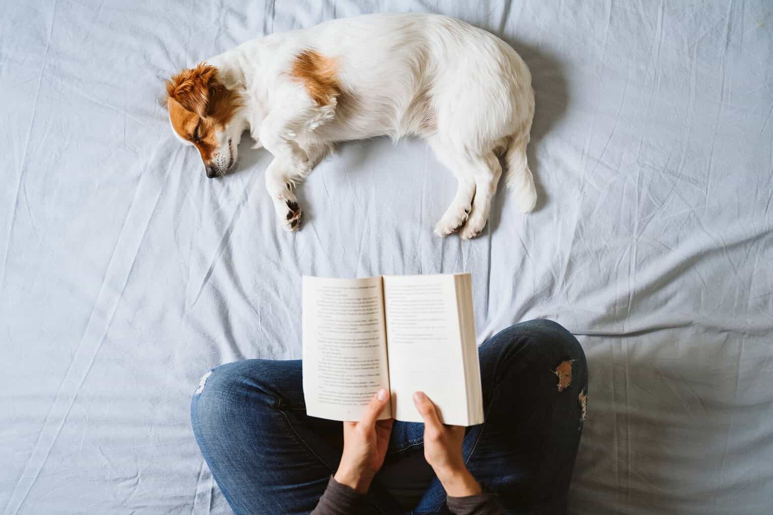 Jack Russell terrier asleep on a bed beside its owner reading a book