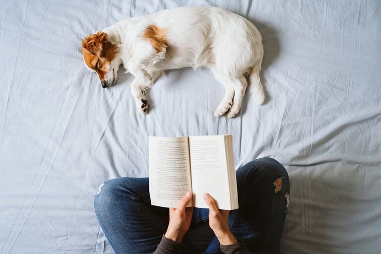 Jack Russell terrier asleep on a bed beside its owner reading a book