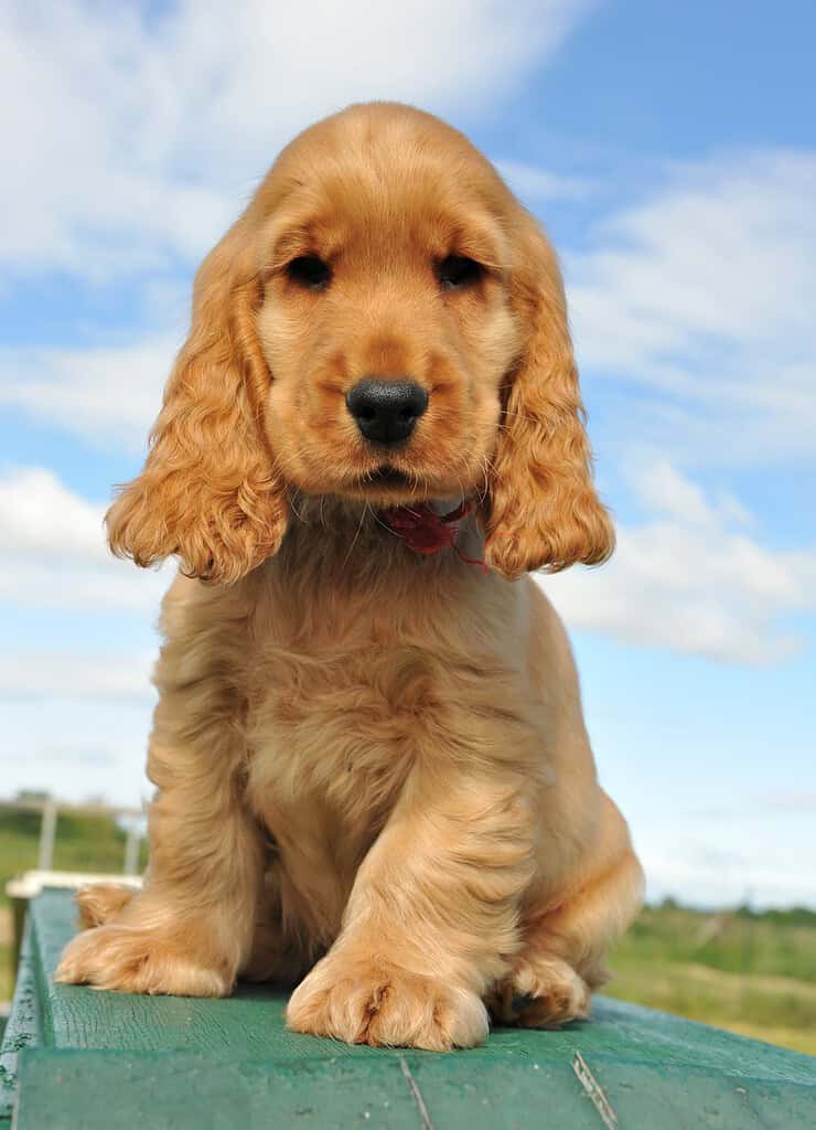 Golden English cocker spaniel puppy in a red collar sitting on a green wooden surface facing the camera.