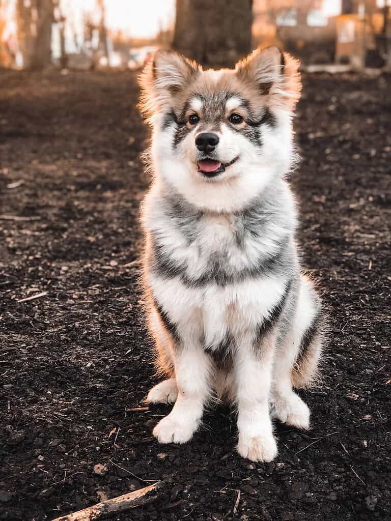 Fluffy gray-and-white puppy sitting on dark soil outdoors with its tongue out