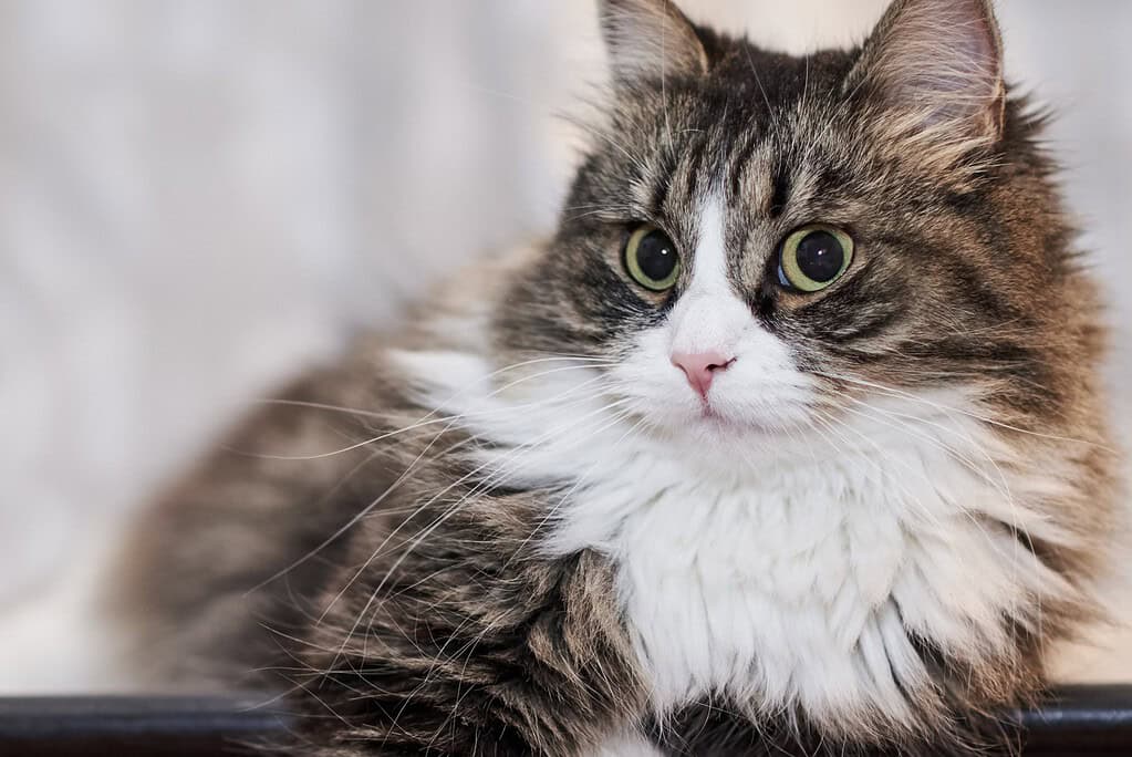 Fluffy tabby-and-white cat lying down and looking at the camera