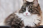 Fluffy tabby-and-white cat lying down and looking at the camera