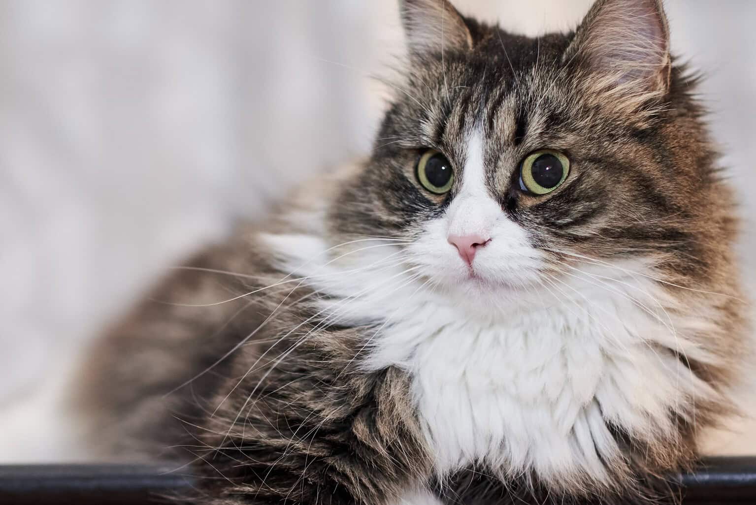 Fluffy tabby-and-white cat lying down and looking at the camera