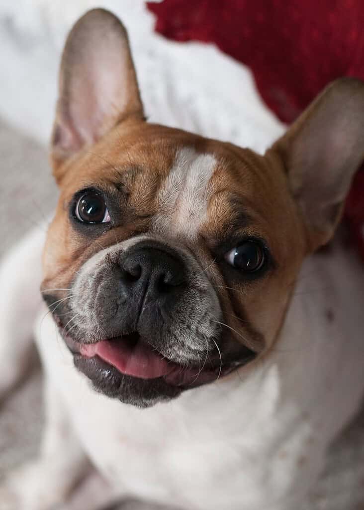 Fawn-and-white French bulldog lying on a carpet with a red blanket behind, looking up at the camera.