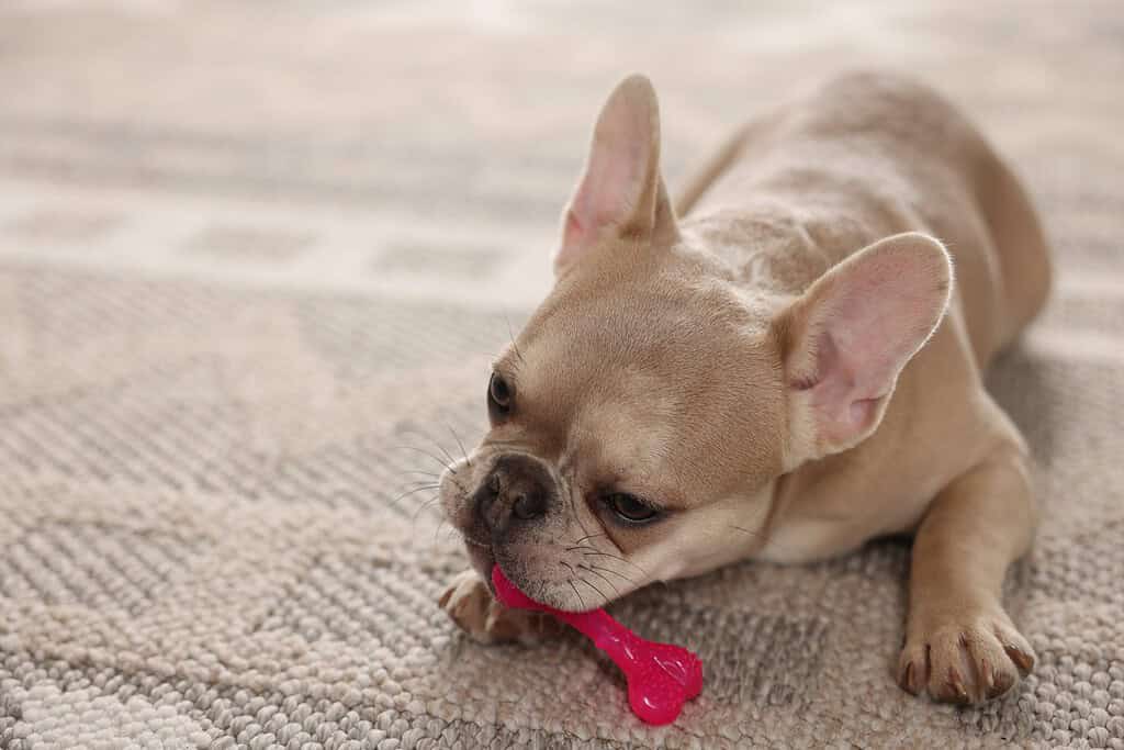 Fawn French bulldog lying on a rug chewing a pink bone-shaped chew toy