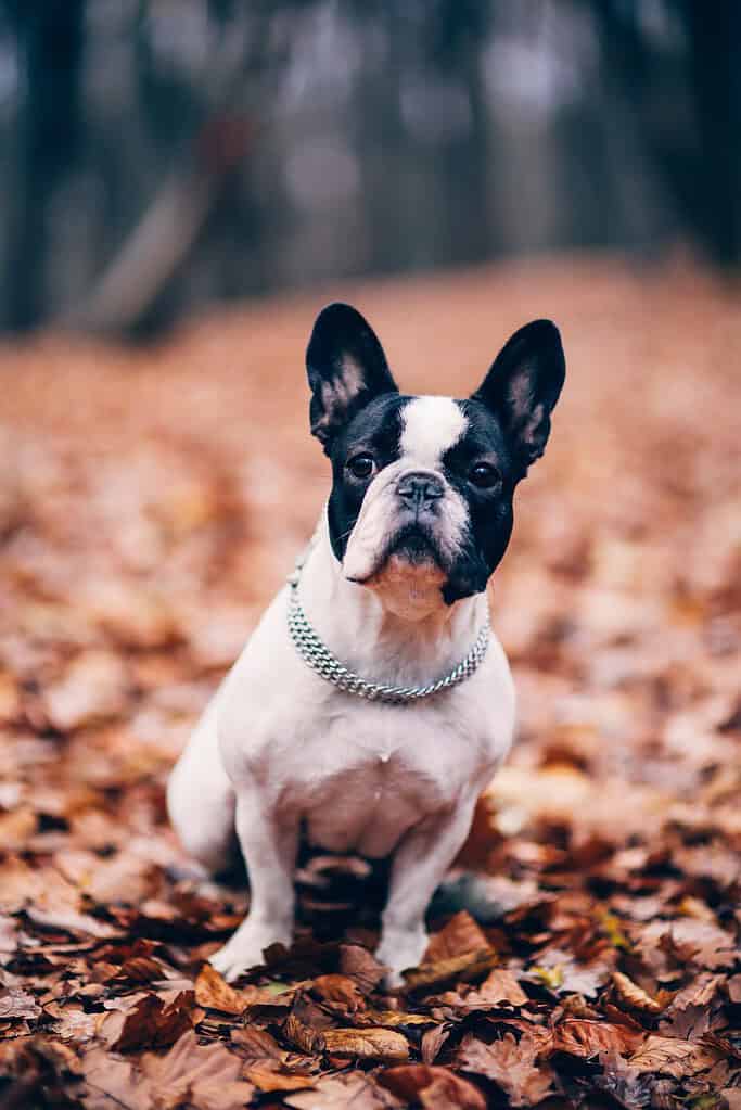 Cute French Bulldog sitting on fallen autumn leaves in a park.