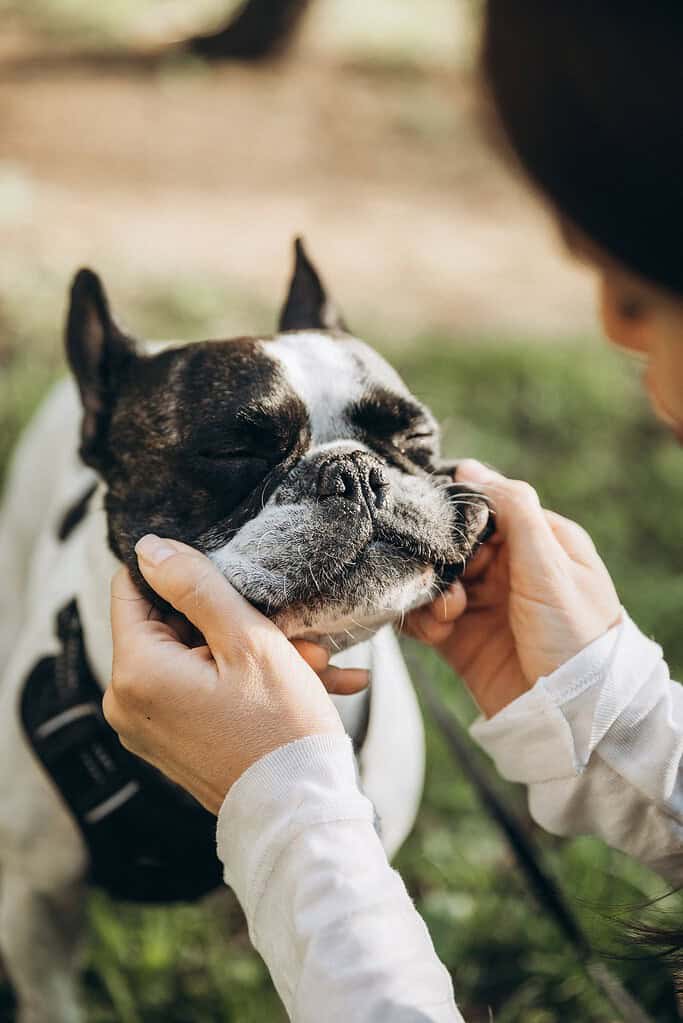 Brindle-and-white French bulldog in a black harness with eyes closed while a woman's hands squeeze its cheeks, outdoors.
