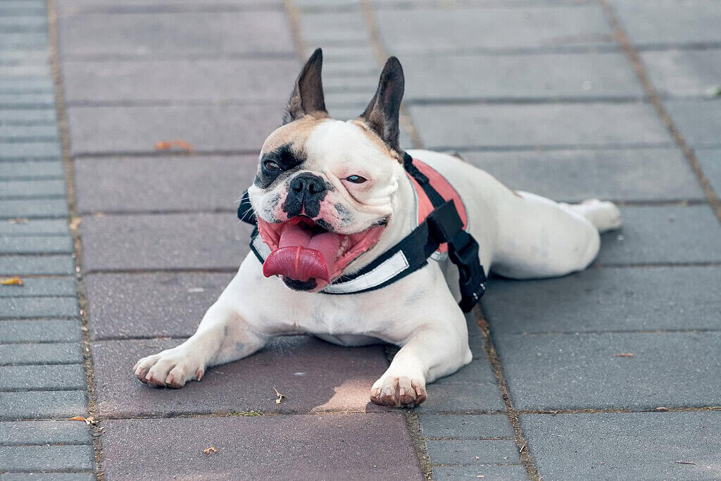 French bulldog in a harness lying on a paved walkway with its tongue out