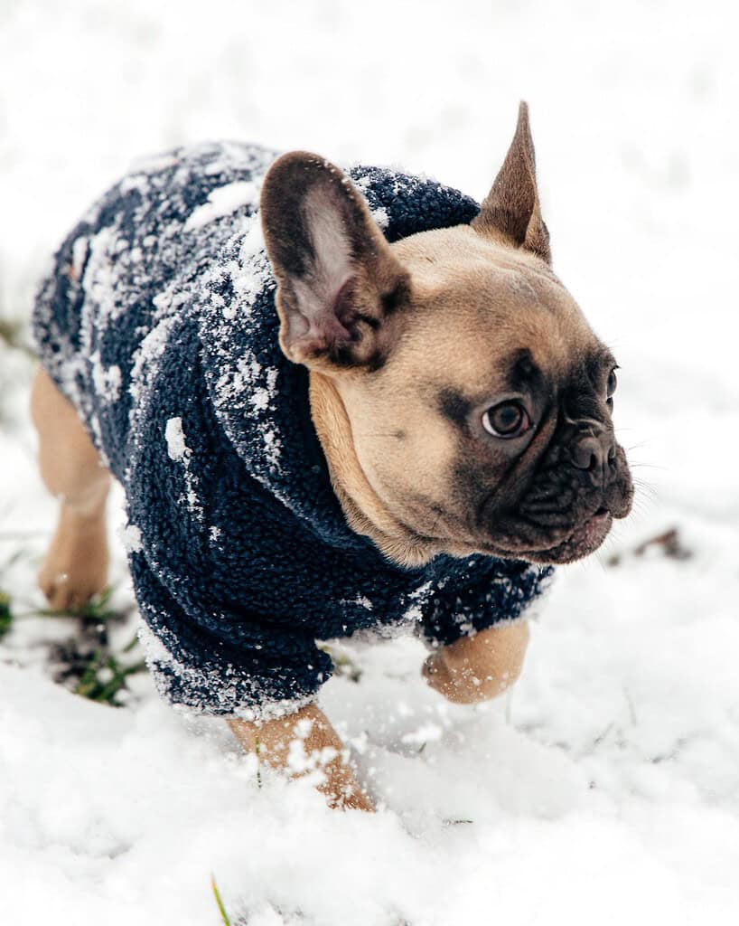French bulldog in a navy knit coat walking through snow