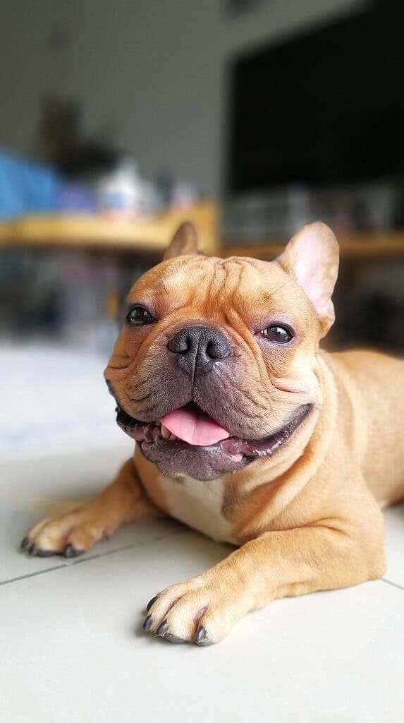 Fawn French bulldog lying on a tile floor with its tongue out