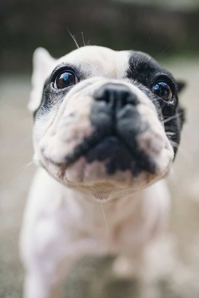 Black-and-white French bulldog puppy looking up at the camera, close-up of its face