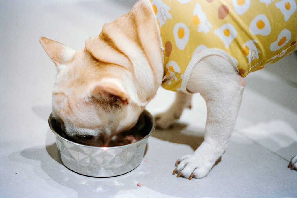 French bulldog in a yellow fried-egg print shirt eating from a metal bowl on a white floor