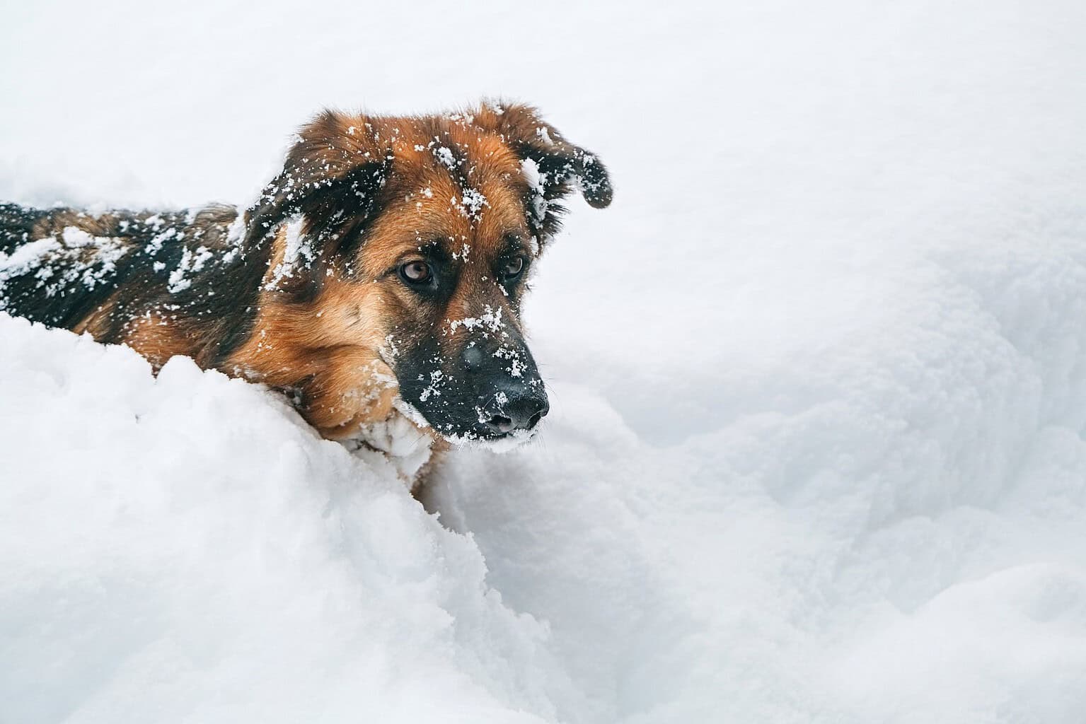 German shepherd mix with its nose buried in deep snow