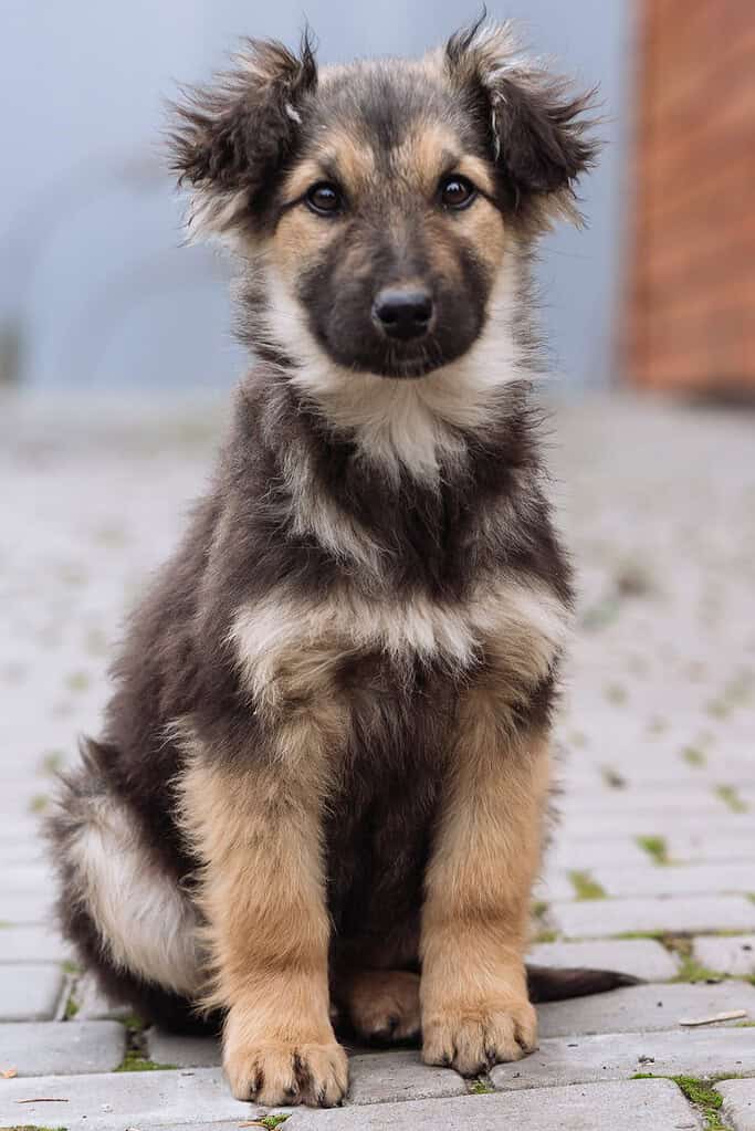 Fluffy black-and-tan German shepherd-type puppy sitting on grey brick pavement facing the camera, with a blurred wall behind.