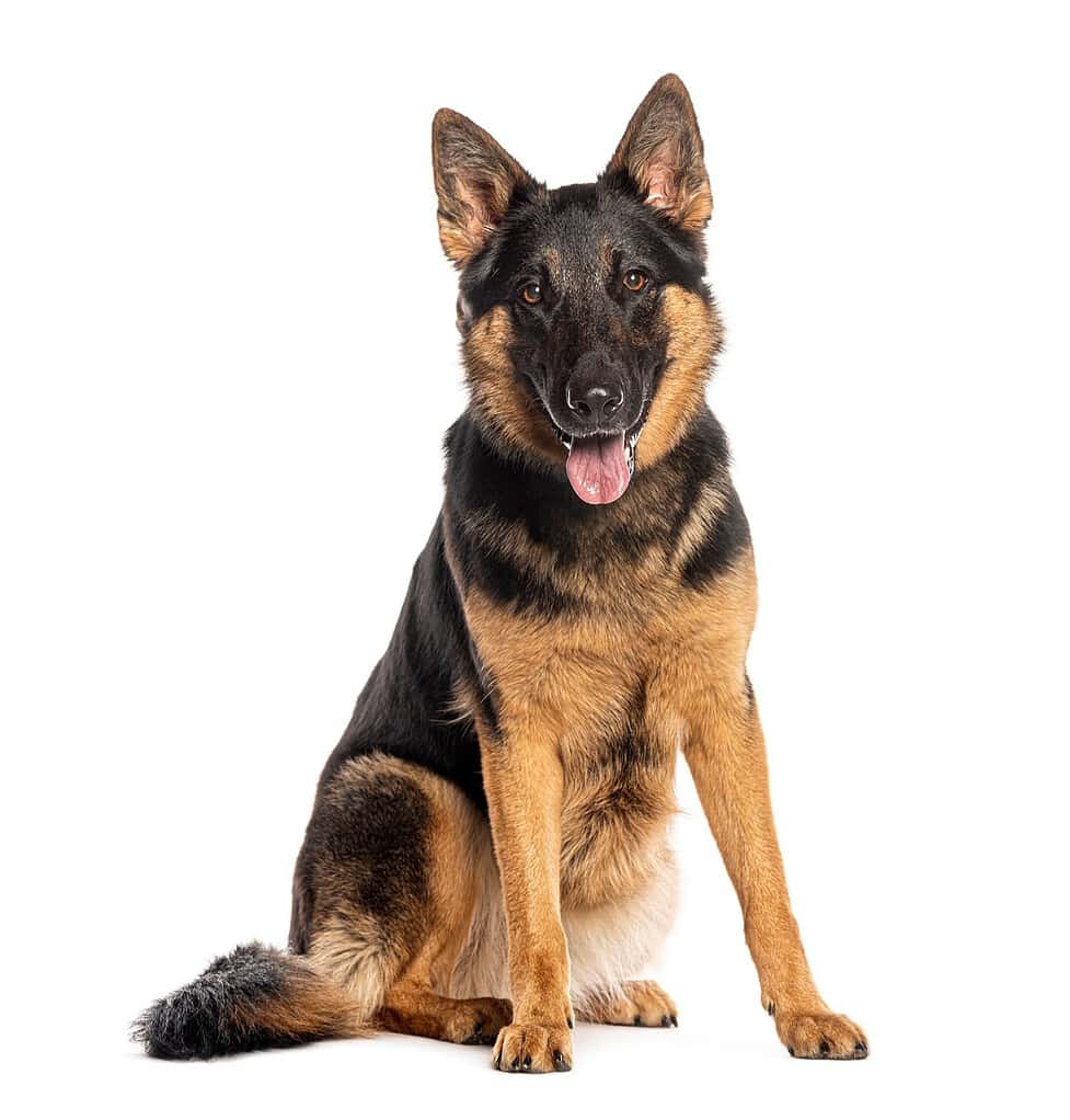 Black-and-tan German shepherd sitting facing the camera with tongue out, isolated on a plain white background.
