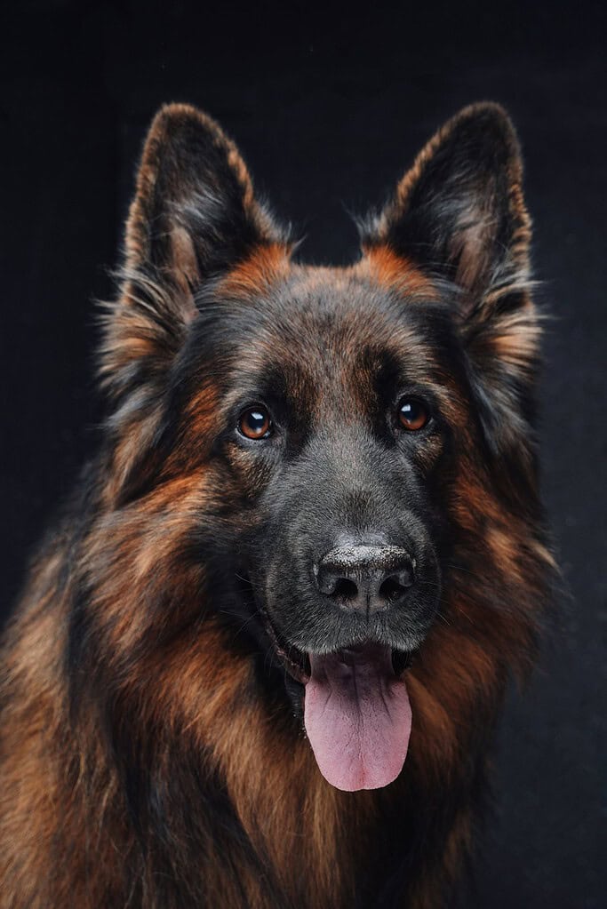 Long-haired black and tan German Shepherd head-and-shoulders portrait facing camera with tongue out.