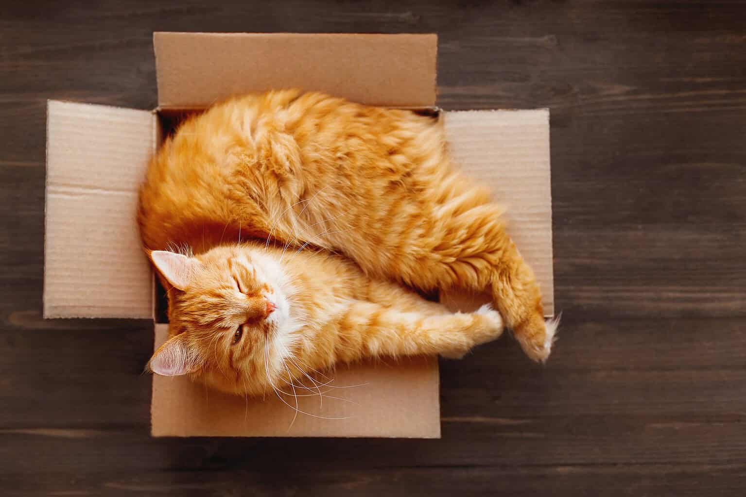 Ginger cat curled up asleep inside a small cardboard box, seen from above
