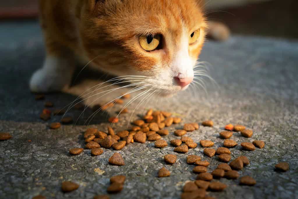 Ginger-and-white cat eating dry kibble scattered on the ground