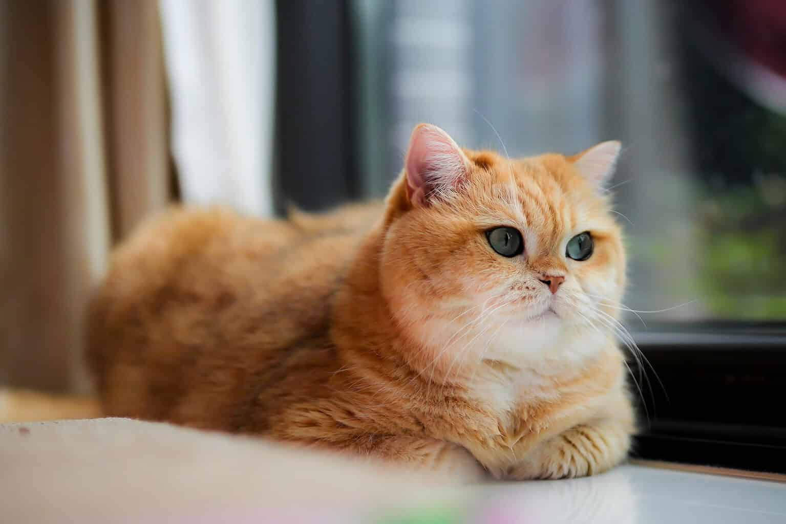 Fluffy ginger cat lying beside a window indoors