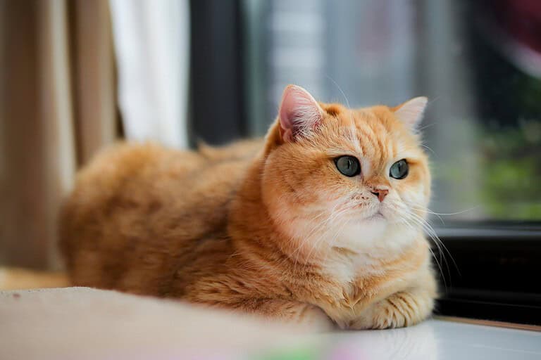 Fluffy ginger cat lying beside a window indoors