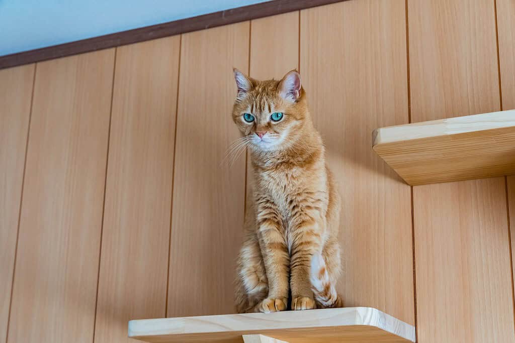 Ginger cat sitting on wall-mounted cat shelves