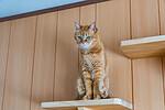 Ginger cat sitting on wall-mounted cat shelves
