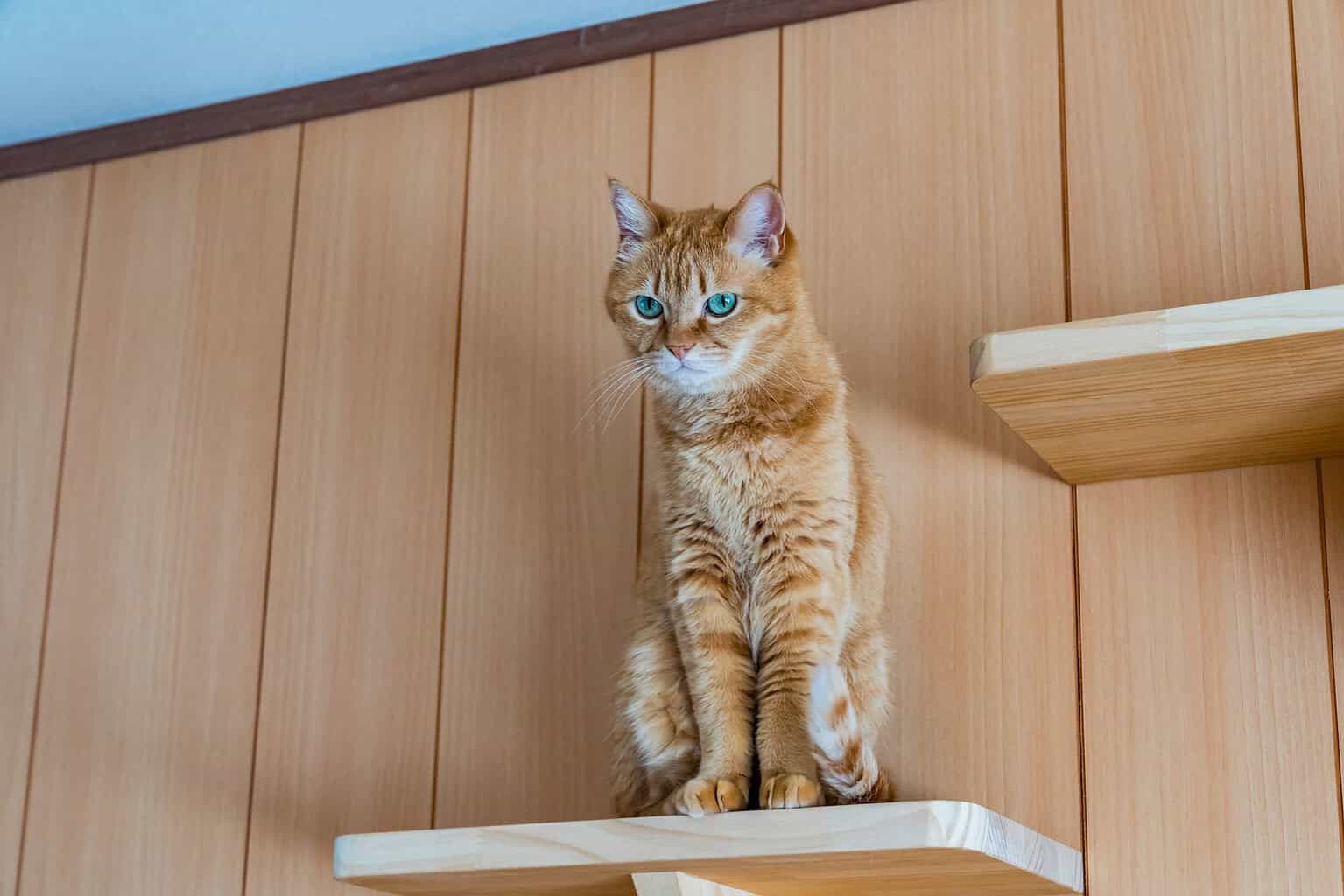 Ginger cat sitting on wall-mounted cat shelves