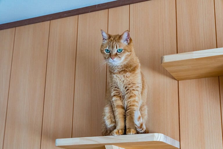 Ginger cat sitting on wall-mounted cat shelves