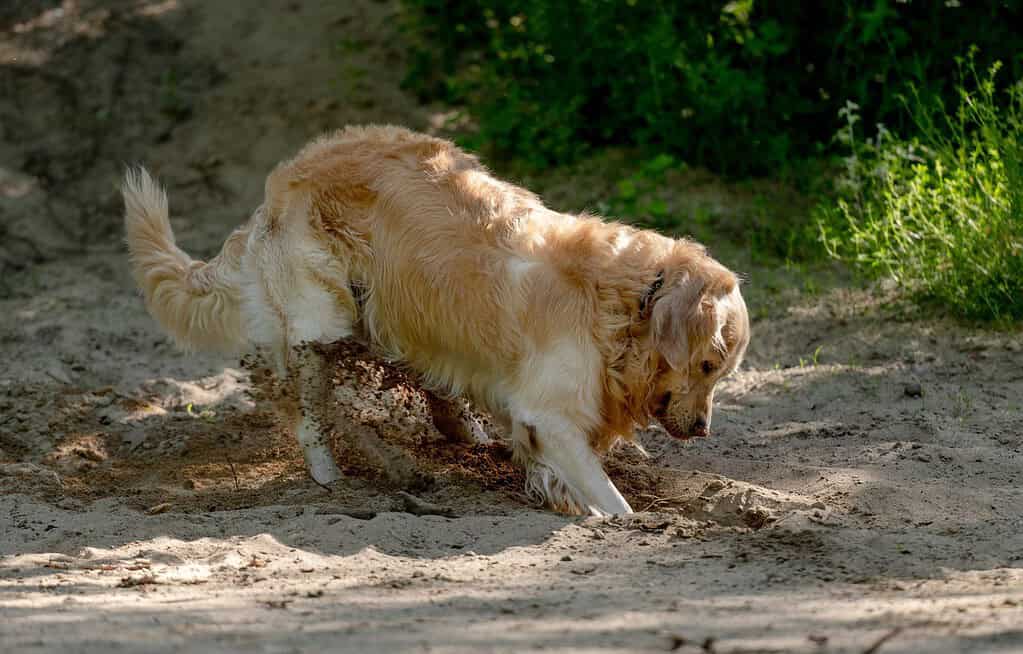 Golden retriever digging in sandy dirt beside green bushes