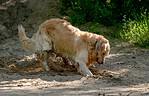 Golden retriever digging in sandy dirt beside green bushes