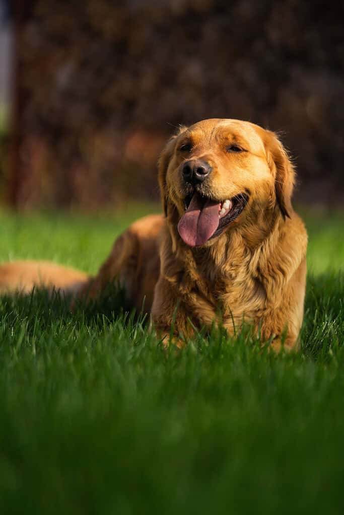 Golden Retriever lying on a green lawn with tongue out and eyes squinted in sunlight, dark blurred background.
