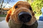 Close-up of a golden retriever's nose as it rests its chin on a tennis ball outdoors