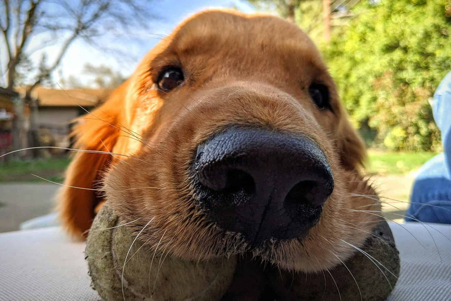 Close-up of a golden retriever's nose as it rests its chin on a tennis ball outdoors