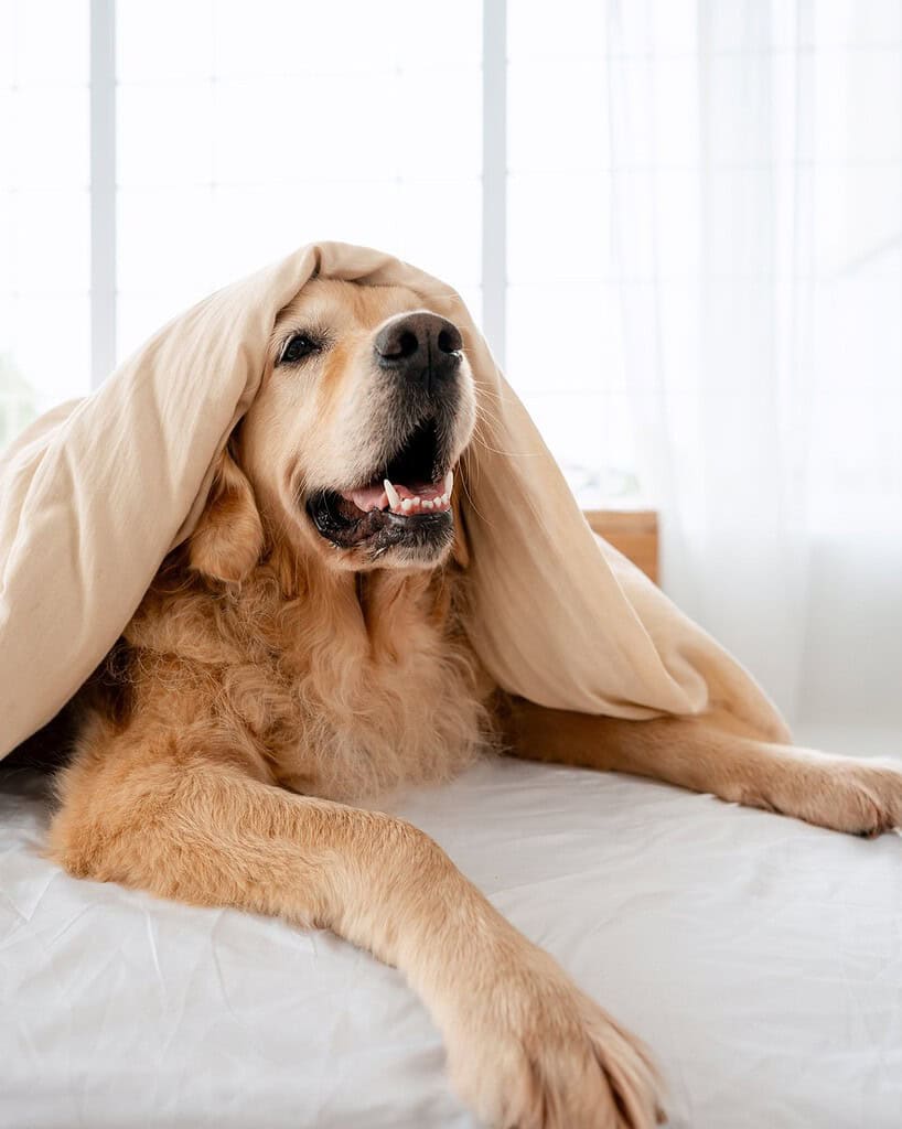 Golden retriever yawning while lying under a blanket on a bed