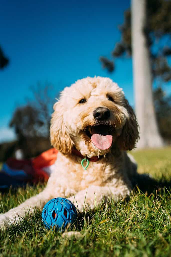 Cute golden doodle dog lying on grass with blue ball in park.