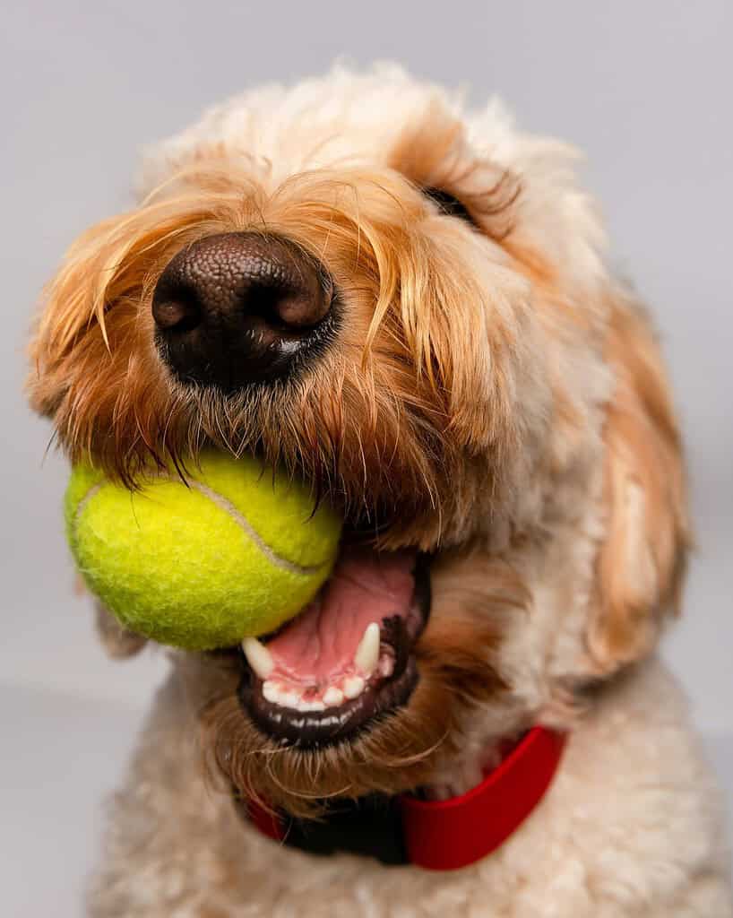Close-up of a dog holding a tennis ball in its mouth.
