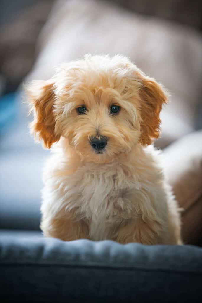 Apricot Goldendoodle-type puppy sitting on a grey sofa facing the camera with cushions blurred behind.