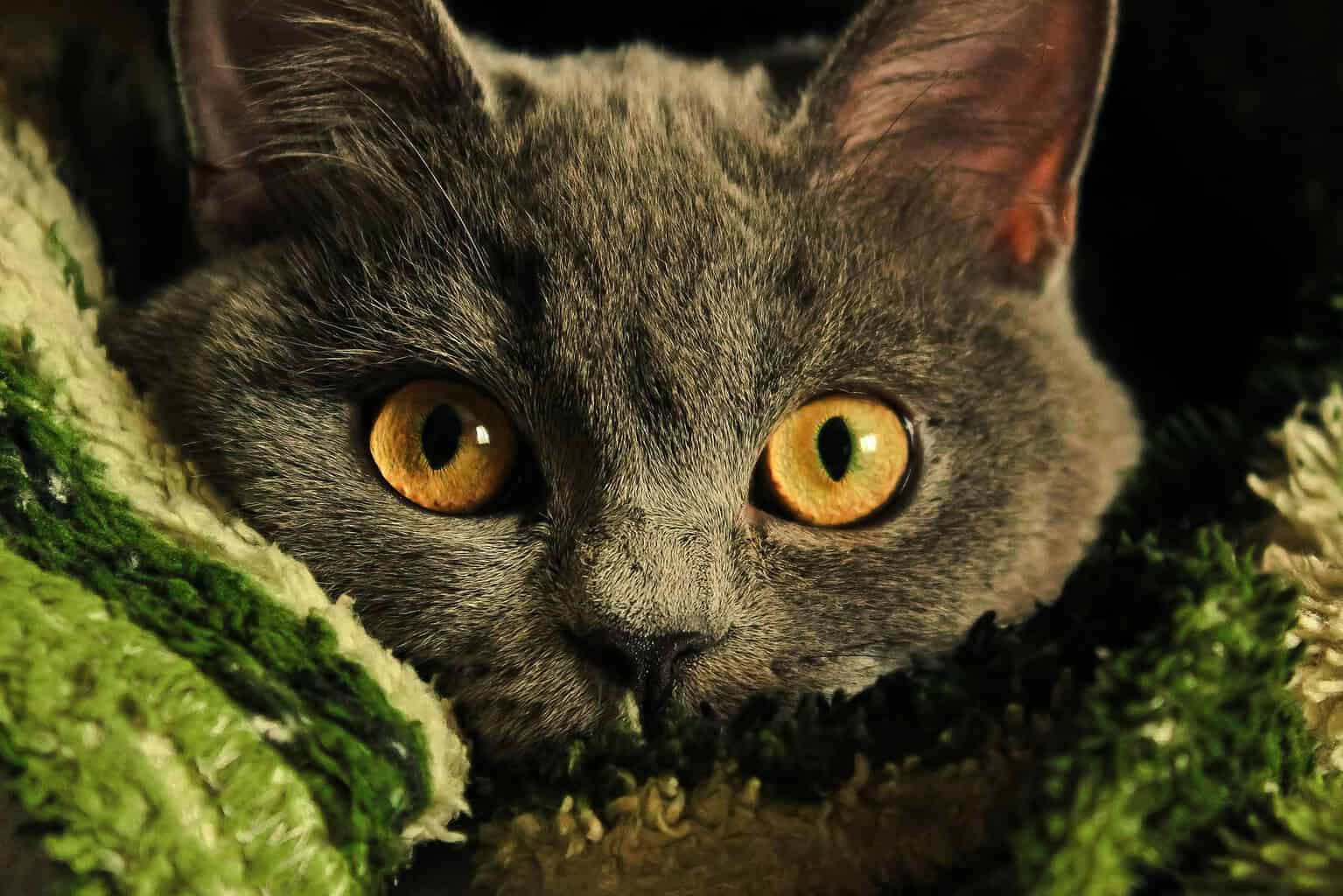 Gray cat with wide amber eyes peering out from a green and white blanket
