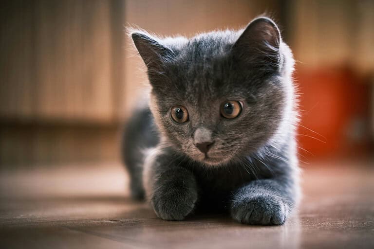 Gray kitten crouching low on a wooden floor, looking at the camera