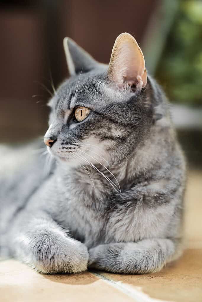 A gray tabby cat lying on a tile floor with its paws tucked under its body