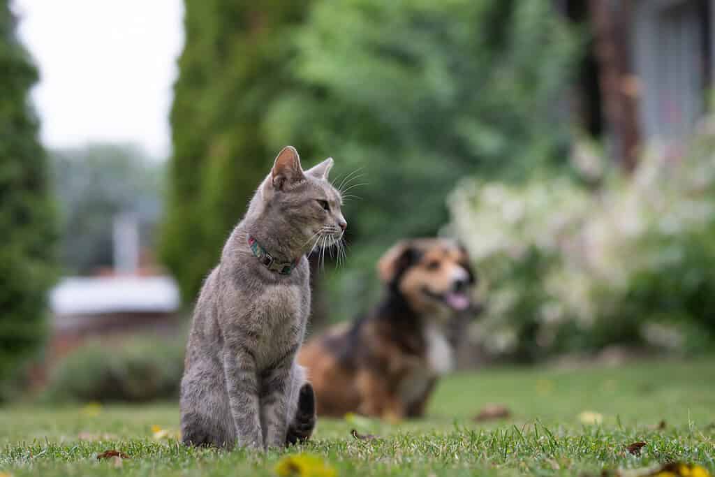 Gray tabby cat sitting on a green garden lawn with a dog relaxing in the background