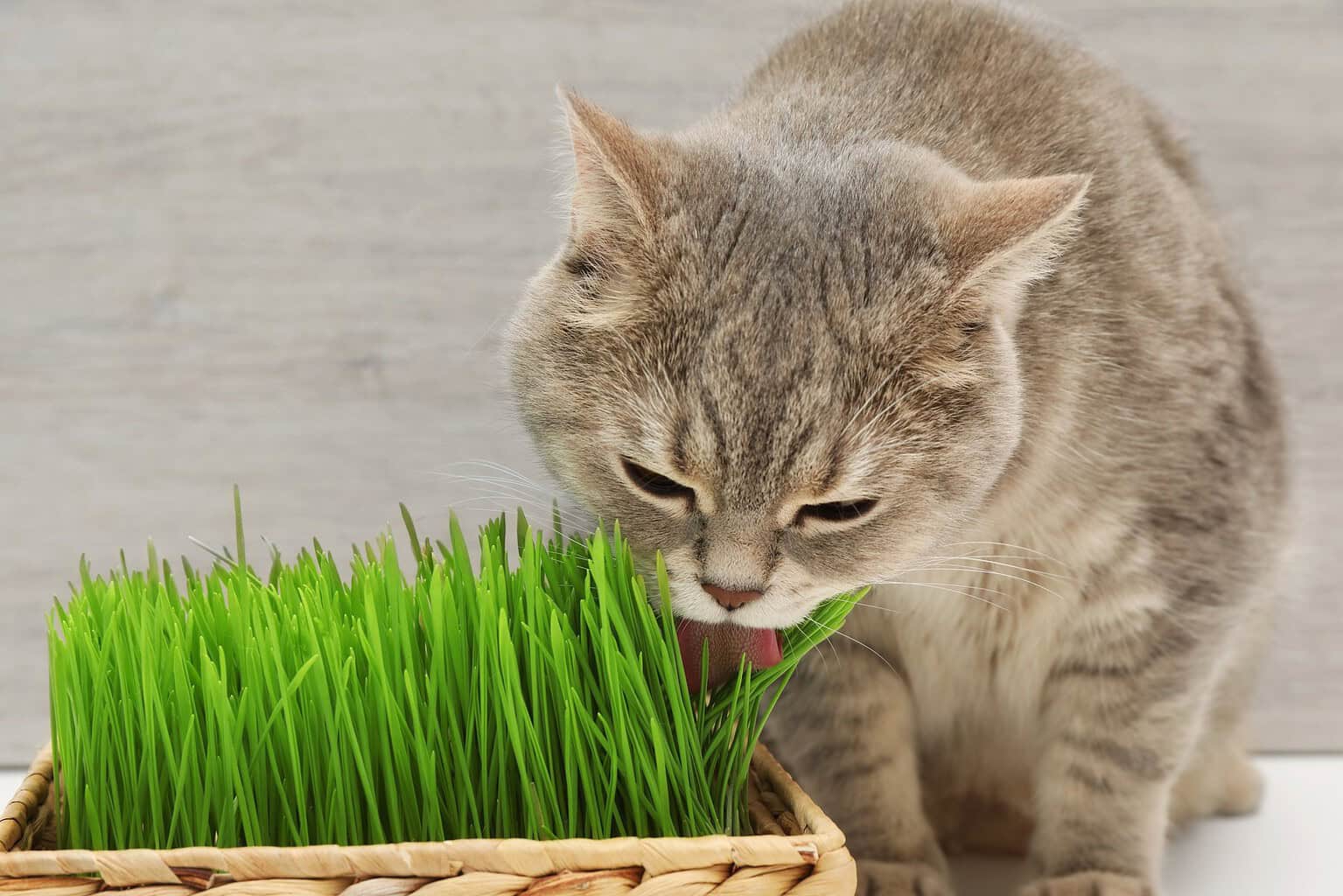 Grey tabby cat eating fresh green cat grass from a wicker planter