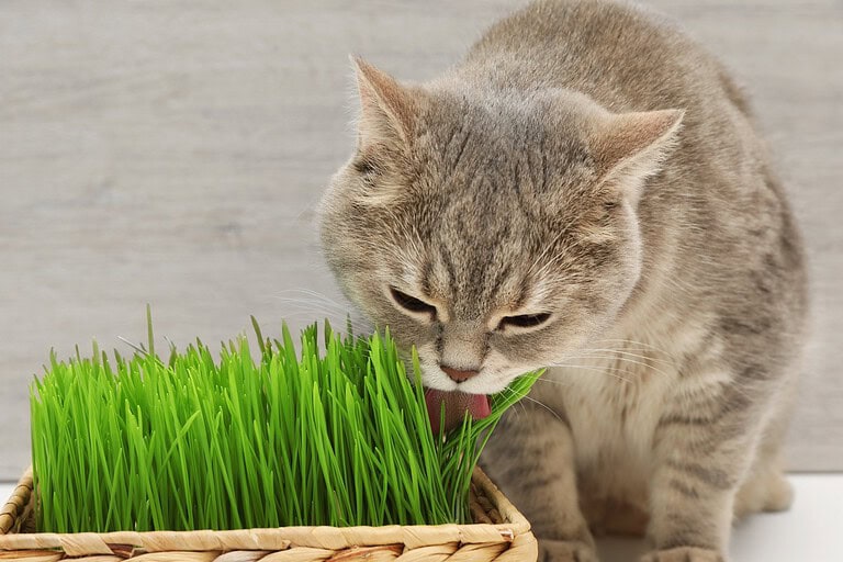 Grey tabby cat eating fresh green cat grass from a wicker planter